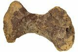 Hadrosaur (Edmontosaurus) Metatarsal (II) - Wyoming #233809-2